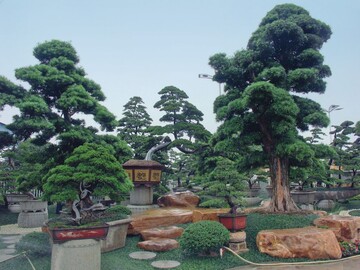 Verkaufsfertige Gro-Bonsai in einer Baumschule auf dem Gelnde der „World of Flowers“ in Chencun