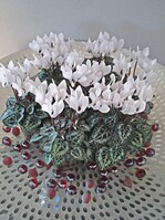 Die Nachfrage nach Mini-Cyclamen steigt