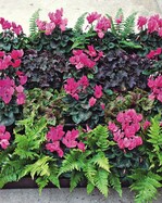 Attraktiv: Eine Kombination von Cyclamen mit Farnen und Heuchera-Pflanzen