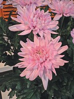 Zunächst noch als Nummer ‘4017’ läuft diese gefüllte dekorative Schnittchrysantheme