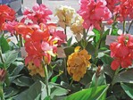 Canna „Tropical” werden über Aussaat vermehrt