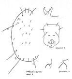 Detailzeichnung der Merkmale weiblicher Amblyseius swirskii