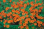 3Links: Leuchtkraft pur bei Calibrachoa ‘Superbells Orange‘ (Kientzler)