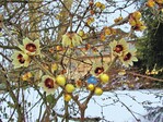 Die „Winterblüte“, so der deutsche Name von Chimonanthus praecox, blüht auffallend mitten in der kalten Jahreszeit