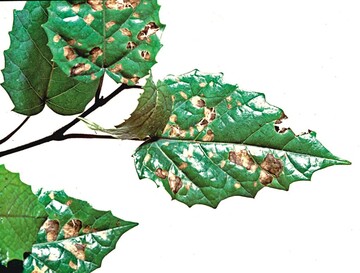 Eckige nichtparasitre Blattflecken an Cissus