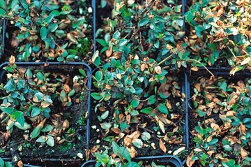 Oben:Blattflecken an Lonicera nitida