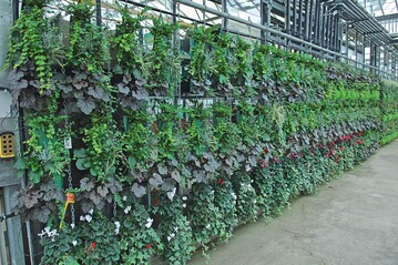 Produktidee von Horticulture Choletaise: Aufhngbare Pflanzscke, in denen Kombinationen beispielsweise von Blattschmuckstauden mit Grsern und Farnen oder Cyclamen mit Efeu kultiviert werden