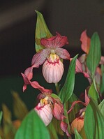 ‘Native Orchid Stars’, hier eine von drei Farben, gehörte zu den am meisten fotgrafierten Neuheiten