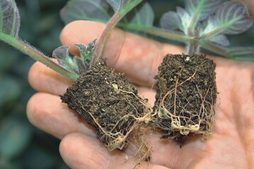 Das „LogiPot“-System von ProPlant und Terracult ist fr nahezu alle Bereiche der Pflanzenvermehrung geeignet