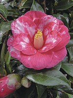 Halbgefüllt blühend: Camellia japonica ‘Donckelarii’ BILD: Orlamünde