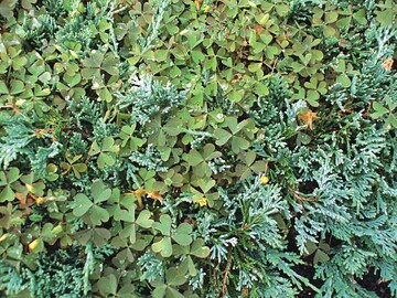 Sauerklee, Oxalis corniculata, in Grabbepflanzung mit Juniperus