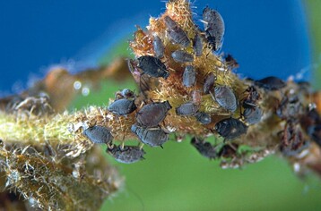 Efeublattlaus Aphis hederae auf Efeu