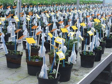Mitte: In der insektensicheren EliteAbteilung steckt an jedem Topf ein extra Handschuh fr die Bearbeitung der Pflanzen, um keine Infektionen auf Nachbarpflanzen zu bertragen