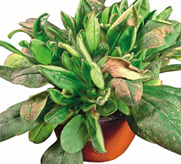 Die Witterung im Februar begnstigte den Falschen Mehltau an Myosotis 