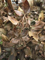 Frostschaden und beginnender Befall mit Schadpilzen an Virburnum