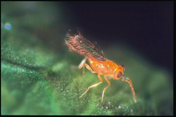 Die Schlupfwespe Cales noacki, ein Parasitoid von Aleurothrixus floccosus