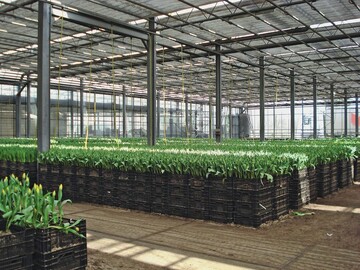 Blumenzwiebeltreiberei: 12Mio. Schnitt-Tulpen produziert der Betrieb Degenhardt jhrlich in Kisten