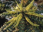 Mahonia × media ‘Charity’ blüht von Herbst bis Februar