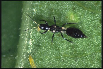 Ruberischer Thrips Franklinothrips vespiformis erbeutet Thripslarve
