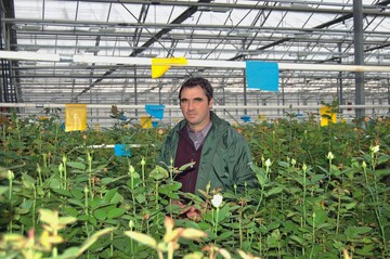 Die Rosen von Attila Gyuris stehen in Containern, die mit einer groben Fraktion Cocopeat gefllt sind