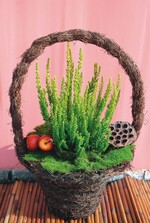 Ein Gardengirl als Strukturpflanze, die Neuheit ‘Zeta’, mit grün-gelbem Laub, ohne Blüten