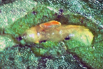 Larve eines Minierfliegenparasiten saugt an Minierfliegenlarve