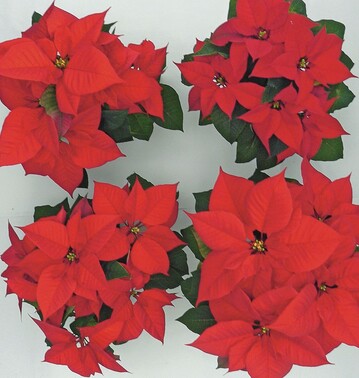 Pflanzenentwicklung bei der Poinsettie ‘Premium’ in KW 50 bei unterschiedlichen Kulturmethoden:oben links: Kontrolle warmoben rechts: Cool Morning und Warm Evening khlunten links: Kontrolle khlunten rechts: Cool Morning und Warm Evening warm