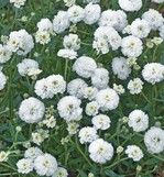 Die erste Achillea ptarmica, die einjährig im Sommertopfpflanzenanbau kultivierbar ist