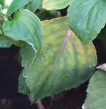 Die Verfärbung der Blätter ist das erste Anzeichen für einen Befall