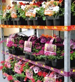 Durch fantasievolle Marketingideen lassen sich Kunden für Pflanzen gewinnen