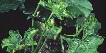 Schaden durch den Amerikanischen Bltenthrips an Pelargonie