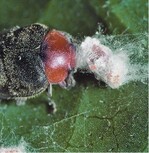 Links: Ein Australischer Marienkäfer Cryptolaemus montrouzieri frisst das Eigelege einer Zitrusschmierlaus