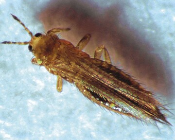 Kalifornischer Bltenthrips (Frankliniella occidentalis)