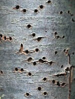 Cupressus – Thujaborkenkäfer, Fraßstellen an Zweigen, Bohrmehl