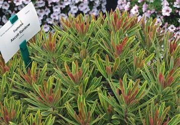 Euphorbia ‘Ascott Rainbow’ ist eine der vielen Mglichkeiten, Endverbrauchern mehr Abwechslung zu bieten 