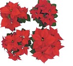 Pflanzenentwicklung bei der Poinsettie ‘Premium’ in KW 50 bei unterschiedlichen Kulturmethoden. Oben links: „Kontrolle warm“, oben rechts: „Cool Morning“ und „Warm Evening kühl“, unten links: „Kontrolle kühl“ und unten rechts: „Cool Morning“ und „Warm Evening warm“