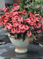 Diese zweifarbige Sorte aus dem „Nino“-Sortiment (Kientzler) eignet sich hervorragend für die Pflanzung auf dem Friedhof