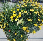 „Farbharmonie Gelb“ mit Carex ‘Ice Dance’, Portulaca ‘Imagine Yellow’, Gazania ‘Beda’, Helichrysum ‘Gold’ und ‘Nevada Yellow’ sowie Tagetes ‘Texana Gold’