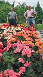 Die Herren der Freilandbegonien: Matthias Rohde (links) und Norbert Kunz