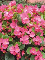 Semperflorens der „Volumina“-Serie werden besonders groß