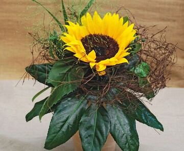 Eine einzelne Sonnenblume im Tontopf als sommerliches Gesteck fr ein Grab