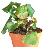 Fusarium foetens an Begonia