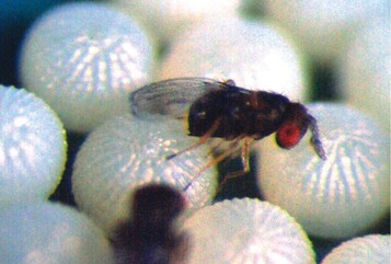 Trichogramma-Schlupfwespe parasitiert das Eigelege einer Kohleule