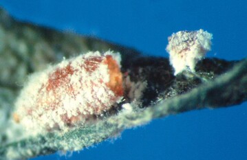 Puparium von der Schlupfwespe Leptomastidea abnormis