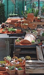 1 Sukkulenten und Kakteen im mediterranen Stil auf der Verkaufsfläche