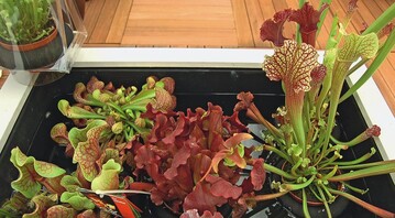 Schwimmende Karnivoren sind eine Idee des Jungpflanzenlieferanten Pothos