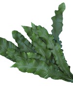 Microsorum musifolium ‘Crocodyllus’ im 10er-Bund – so könnten die Wedel als Schnittgrün im Handel angeboten werden