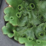 Das Auftreten von Lebermoos lässt sich durch kulturtechnische Maßnahmen eindämmen