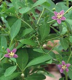 Der Gemeine Bocksdorn wurde schon früher als Ziergehölz in Gärten und im öffentlichen Grün genutzt