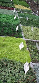 Prüfung von Bodendeckern in Hannover-Ahlem für die Verwendung auf Gräbern